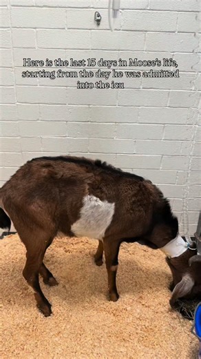 Farm Animal Sanctuary, Located In Connecticut on Instagram: "Today is day 15 of hospitalization for Moose. To say I miss him is the UNDERSTATEMENT of the year. We are STILL, waiting on his Johnes PCR to come back. We are holding off on bringing him home until we have an answer because it could risk the other animals here if that’s indeed what he has. We are really hoping it’s not, an are remaining cautiously optimistic because in theory he shouldn’t be getting better if he has a fatal and incura