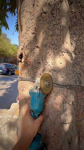 Remove the wire from Tree 🌳 / how to save #naturelovers #savetree