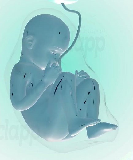 Birth process Biggins (3D Animation)