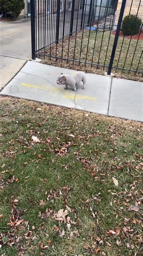 QCBC HERBO 😎 Quality Control Bully Camp QCBC @highlight | Chris Dolph