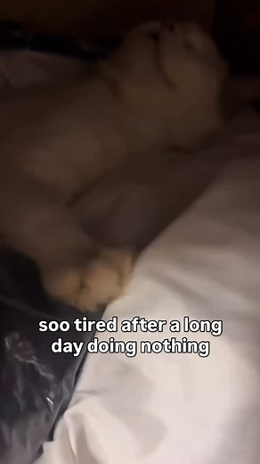 97K views · 3.6K reactions | sleeping like they pay the rent | Soft Cat Memes | Facebook