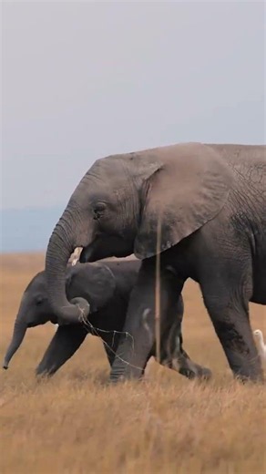 Amboseli National Park.