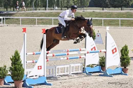 For Sale: 6years old Perfect Lady (Emerald x Cardento) is now for sale! She is a real eyecatcher in the stable and a clearround machine at shows. Lady is a very nice horse to have in the stable and to work with on a daily basis. Don‘t hesitate and get to know her🤩🙌🏻 DM for more Informations #horse #salehorse #horseforsale #showjumping