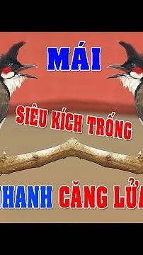 Chào mào mái hót kích trống #chaomaomai