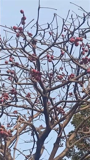 Java Olive/Bonobithi Chaina Almond /jangli badam/বাক্সবাদাম