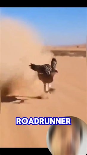 Road Runner escape techniques #animals #animallife #wildlife #anmals #cat #funnycat