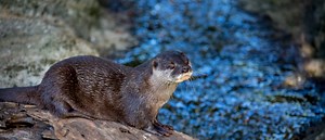 Asian small-clawed otter | Vulnerable Mammal Species | Auckland Zoo