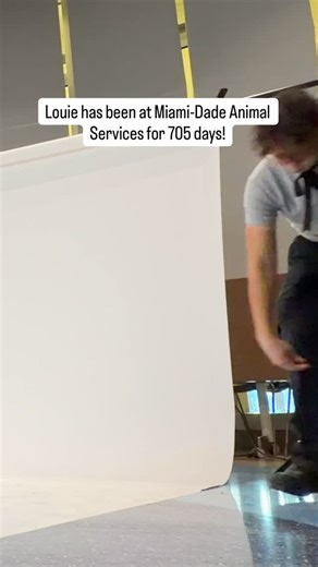 6.1K views · 978 reactions | After 700+ days at @adoptmiamipets, Louie got adopted after his Second Shot. His new Mom saw his photo / video on social media and adopted him! Thanks to @iheartdogs, one of out partners, who funded Hos Second Shot and 29 others at Miami-Dade Animal Services. Want to be a Second Shot Partner, please email me at adam@agoldphoto.com. | AGoldPhoto Pet Photo Studio | Facebook