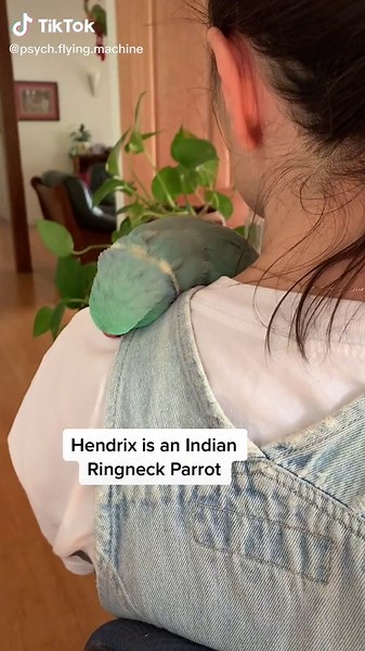 Unusual Sleeping Habits of Hendrix the Indian Ringneck Parrot