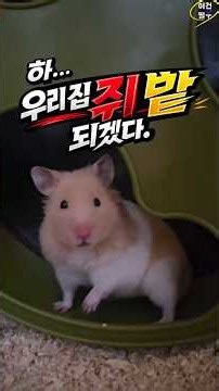 작은 친구와 함께 자라는 우리 아이의 소중한 순간✨#햄스터 #반려동물 #아이성장 #생명존중 #육아일상 릴스