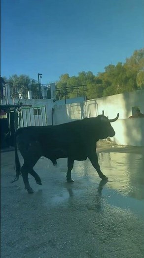 💥 ¡MIRA La FUERZA de este TORO BRAVO al Salir del Mueco! 🐂