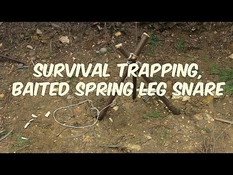Survival Traps: How To Make The Baited Spring Leg Snare
