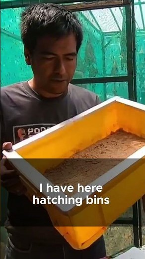 Learn How to Hatch Black Soldier Fly Eggs!