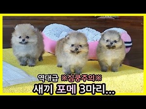 새끼 포메 강아지 3마리... 역대급 귀여움이 3배... | 포메라니안 분양 전문견사