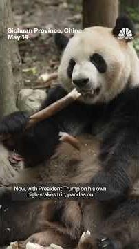Chinese pandas prepare to head to the U.S.