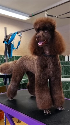We Saved This Matted Standard Poodle's Coat! 😍