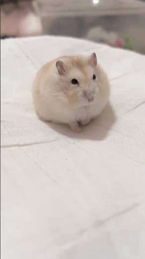 cute hamster