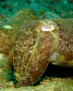 203K views · 2.4K reactions | Cephalopod Cousins: Cuttlefish are closely related to octopuses and squid, collectively making up a group of highly intelligent and agile predators known for their complex behaviors. #ocean #marinelife #critters #diver #sea #scubadiving | Critter Hunter | Facebook