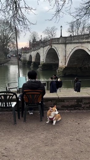 Dog days in Richmond 🐶 #richmond #dog #dogs #doglover