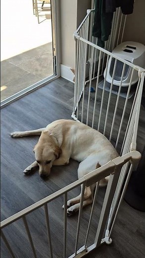 The Aluco Files: Staying Cool on a Summer Day | ReelTime Animal Rescue