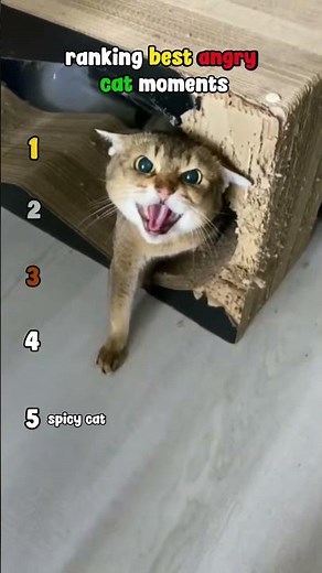 Ranking the Funniest Angry Cat Moments 😂