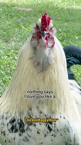 37K views · 8.5K reactions | when a rooster writes a poem 來請 Frankie’s crowing voice: @borariechorar 﫶 #rooster #roostersofinstagram #urbanroosters #dadjokes #jokes #comedy #lol #laugh #funnyanimals #poem #chickensofinstagram #backyardchickens #chickenhappyhour | Chicken Happy Hour | Facebook