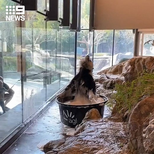 1M views · 56K reactions | WATCH: Good hygiene is always important, whether you're a human or a panda!  Adelaide Zoo's giant panda Wang Wang has enjoyed a soak and a splash in a bubble bath, making sure to wash his paws. #9News | Nightly at 6.00pm | 9 News Adelaide | Facebook