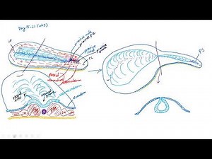 Embryonic Development Week 3