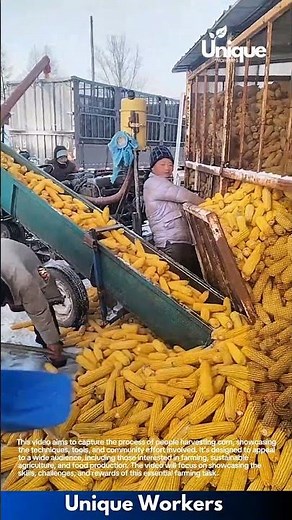 Farming for beginners: a simple guide to corn farming