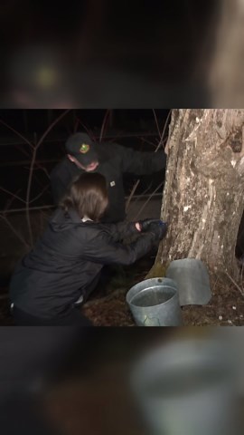 Katie fulfills her maple tree-tapping dreams