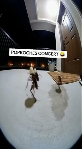 Dancing Cockroaches on the Porch #foryoupage #viral #cockroachesoftiktok #funny #dance