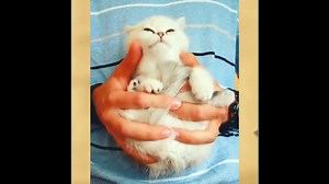 Funny cat compilation 2019 - try not to laugh challenge!