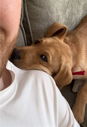 Robyn's Dad Love: A Labrador Puppy's Affection