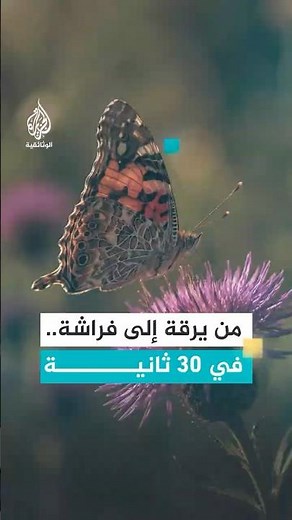 من يرقة إلى فراشة.. في 30 ثانية