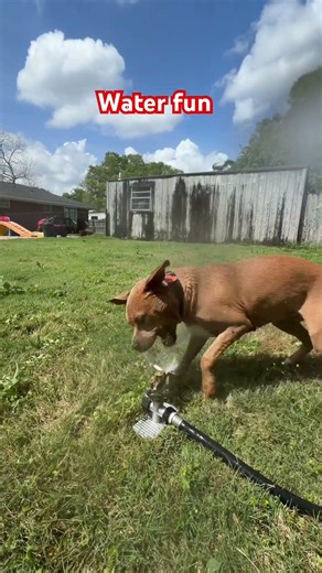 Jilly’s favorite thing to do on a warm day is play in the water.