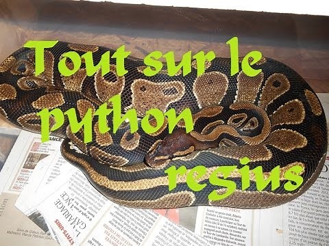 tout sur le python regius partie 1 elevage, nourrissage etc..