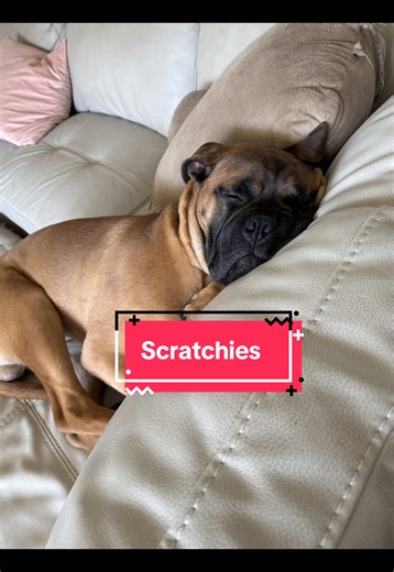 Bullmastiff's Hilarious Scratchies Routine