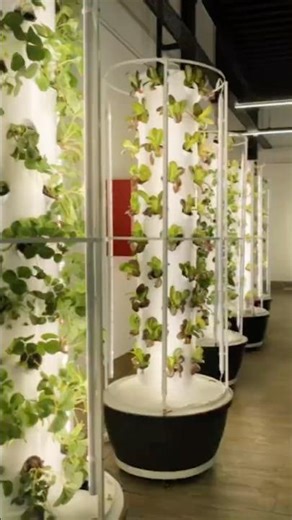 Indoor Plant Factory Powered by Hydroponic Towers | Next-Gen Vertical Farming #hydroponics