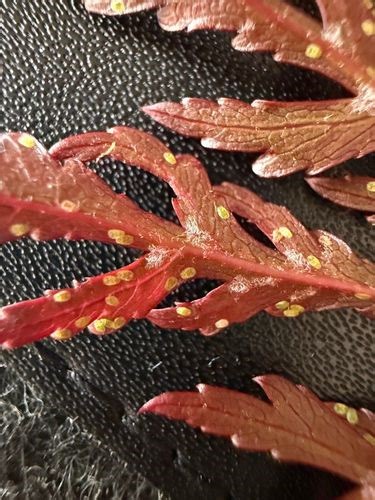 What are these bugs on the underside of my Japanese maple leaves? - Bunnings Workshop community
