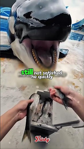 Cute Orca Slide out Of The Water ❤️🐳🐋 #animals