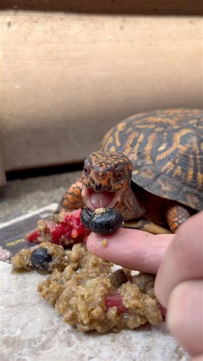 POV: Your Turtle Eats More Blueberries Than You 😅🫐