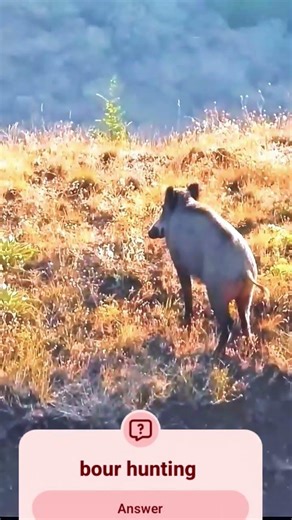 wild oof the best shot bour hunting video my chinel subscribe plase