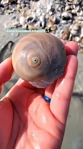 486K views · 9.4K reactions | Did you spot it?  My favorite thing to do on a shelling tour is search for the hidden seashells ! @reel_kind #loveshells #seashellhunting #shellingtour #floridabeaches #collectingseashells #theseashellmermaid #beachcombingfinds | The Seashell Mermaid | Facebook