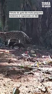 VEJA VÍDEO 🎥 Um cena rara foi registrada por pesquisadores na semana passada, em Santa Catarina. Uma fêmea de gato-do-mato-pequeno (Leopardus guttulus), com pelagem pintada, acompanhada de um filhote melânico, com pelo totalmente preto. O registro foi feito no dia 31 de julho, em Ibirama (SC). As traps fazem parte de uma iniciativa para verificar a presença de espécies silvestres na região. De acordo com o biólogo Leoni Lourenço Pereira da Silva Neto, participante do inventário de mastofauna da