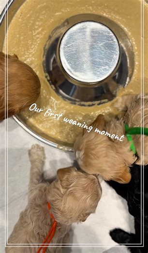 First taste of real food 🐾 #puppyweaning #firstpuppymeal #puppylife #cockapoopuppies #cockapoo