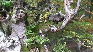 La descomposición de la Materia Orgánica