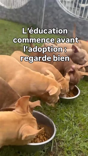 🔥 𝖄𝖆𝖓𝖆 𝕭𝖚𝖑𝖑𝖞 𝕾𝖖𝖚𝖆𝖉 🔥 on Instagram: "Ici, personne ne se jette sur la gamelle. Pas par peur. Par compréhension. Le signal, c’est une règle claire. Et les règles claires rassurent le chien. Un bully qui sait attendre, c’est un chien posé, équilibré, capable de gérer ses émotions. 👉 Si tu cherches un chiot déjà éduqué sur les bases essentielles de la vie de famille, les visites sont ouvertes (sur place ou en visio). L’adoption peut se faire avec des modalités adaptées, selon les si