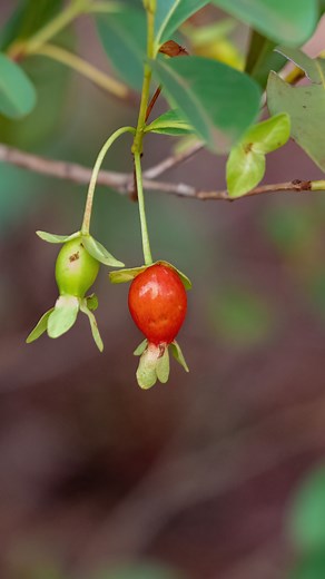 Cherry of the Rio Grande | Top-Tier Fruit Trees | GreenDreams 🍒🌿