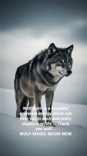 wolf -magic-begin-now