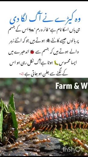 Meet the Fire worm ant amazing wildlife animal #worms #ants #naturefacts #wildlife #nature #shorts